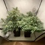 More Barney´s for my own pleasure