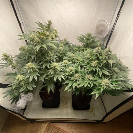 More Barney´s for my own pleasure