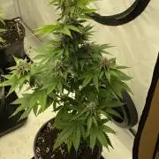 Barneys Super Boof