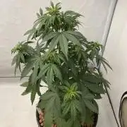 Barneys GMO Auto