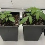 Barneys G13 Haze Fem