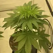 Barneys Super Boof