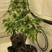 Barneys G13 Haze Fem