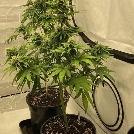 Barneys G13 Haze Fem