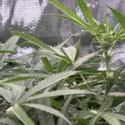 The  DeepSeek Files DWC