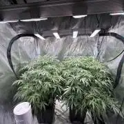 AI helps run DWC SMZ