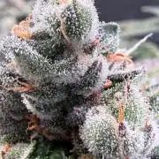 AI helps run DWC SMZ