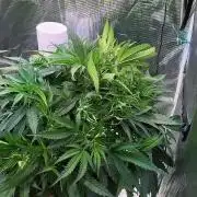 BAM & Verdant DeepSeek runs DWC