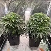 BAM & Verdant DeepSeek runs DWC