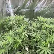 The  DeepSeek Files DWC