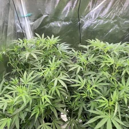 The  DeepSeek Files DWC