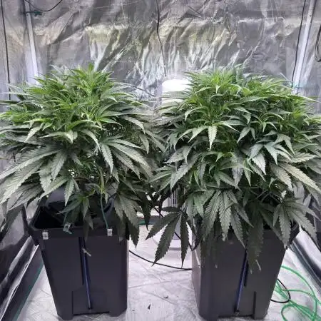 BAM & Verdant DeepSeek runs DWC
