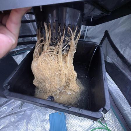 AI helps run DWC SMZ