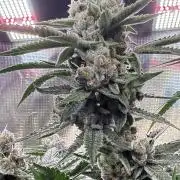 AI helps run DWC SMZ