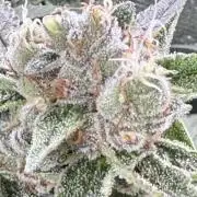 AI helps run DWC SMZ