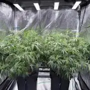 The  DeepSeek Files DWC