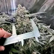 AI helps run DWC SMZ