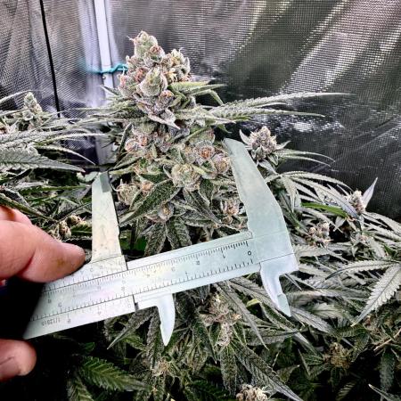 AI helps run DWC SMZ