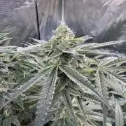 AI helps run DWC SMZ
