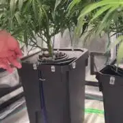The  DeepSeek Files DWC