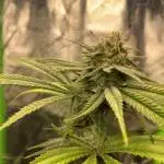 Automatik Mix - Critical Purp - Seedsman