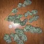 TWreck and Super Silver Haze Harvest