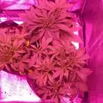 1st Grow Gorilla Cookies + Strawberry 