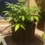 Girl scout cookie under Mars hydro 