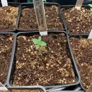 Dessert Runtz grow 