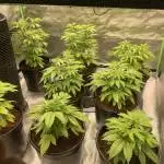 DNA Genetics 