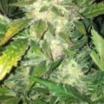 Blue Dream 