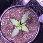 Gorilla glue 