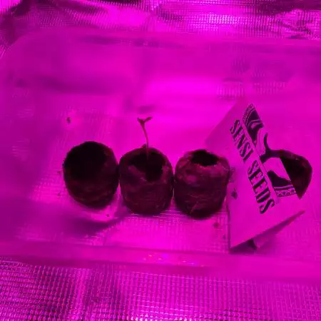 Micro Grows: Black Lights CBD