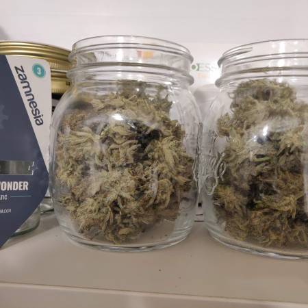 Critical Cheese + Lemon Wonder