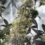 Royal Purple Kush