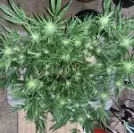 Gorilla Glue4 Auto “Grower’s Choice” (A)