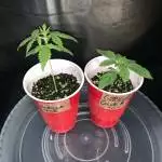 Gorilla Glue Auto- Growers Vs Fast Buds