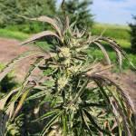 2022 Outdoor - Mephisto Mango Smile
