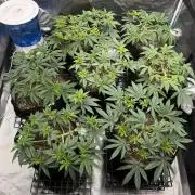 Purple Kush & GG#4 & Og Kush