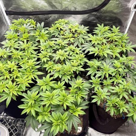 Purple Kush & GG#4 & Og Kush