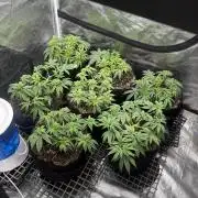 Purple Kush & Blueberry