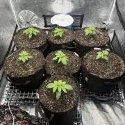 Purple kush & Blueberry