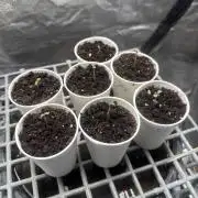 Purple kush & Blueberry