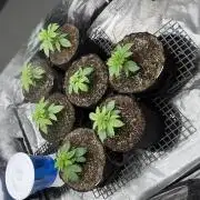 Purple kush & Blueberry