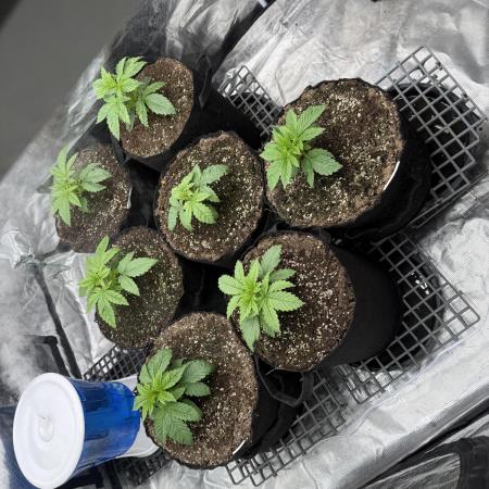 Purple kush & Blueberry