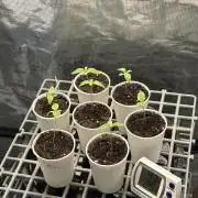 Purple kush & Blueberry