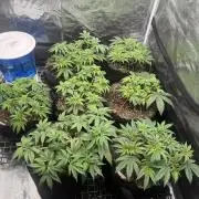 Purple Kush & Blueberry