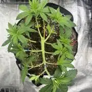 Purple Kush & Blueberry