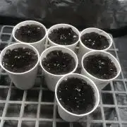 Purple kush & Blueberry