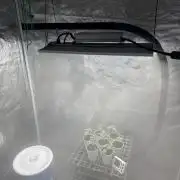 Purple kush & Blueberry